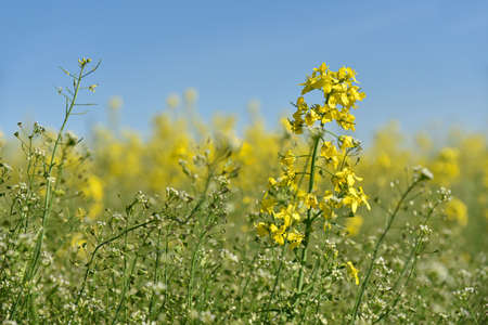 A bright field of yellow rape flowers against a blue sky.