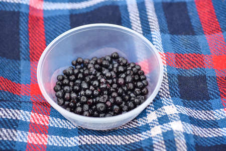 Wild blueberries in a plate on a blanket in the forest.
