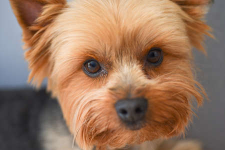 Yorkshire Terrier dog portrait, close-up.の写真素材
