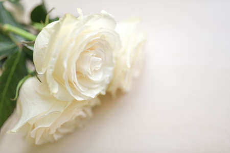 Bouquet of white roses on a wooden surface.の写真素材