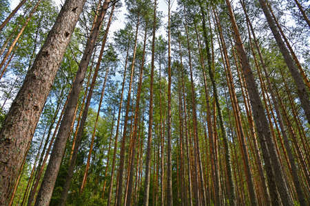 Tall pine trees in a Russian forest in summer.