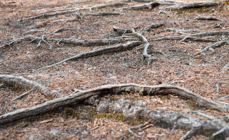 Big roots grow on the ground in the forest.の写真素材
