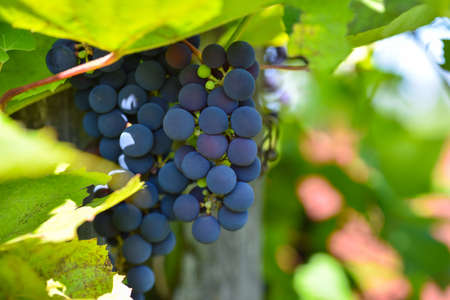Bunch of young purple grapes on a branch, close-up.