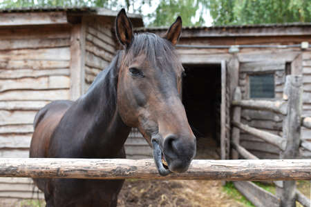 Brown horse in the stable, face, close-up.の写真素材