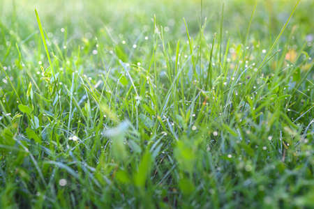 Drops of dew on green meadow grass.の写真素材
