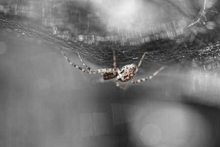 Spider crawls on a web, close-up.の写真素材