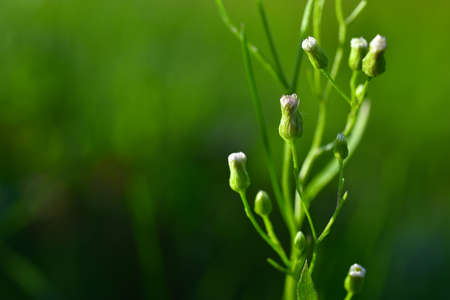 Green  plant with white flowers curls.の写真素材