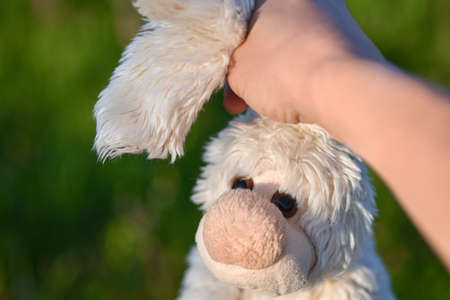 Adult male hand casually holding a rabbit toy.の写真素材