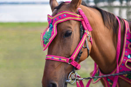 Decorated harness on the horse head at the holiday.