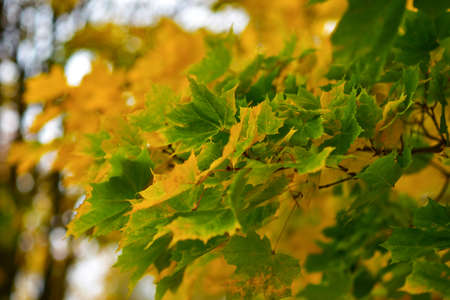 Orange and green maple leaves on a tree in autumn.の写真素材