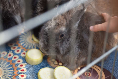 Children play with a rabbit in a cage.の写真素材