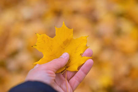 Autumn yellow maple leaf in a male hand.の写真素材