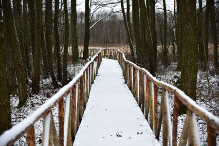 Wooden path through a winter swamp.の写真素材