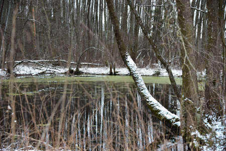 Unfrozen swamp forest lake in winter.の写真素材