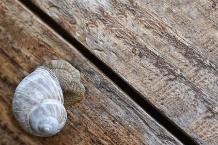 Forest snail sits on a tree trunk.の写真素材