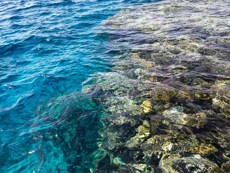 Beautiful coral reef in the Red Sea.の写真素材