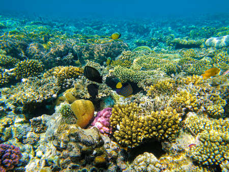 Beautiful coral reef in the Red Sea.