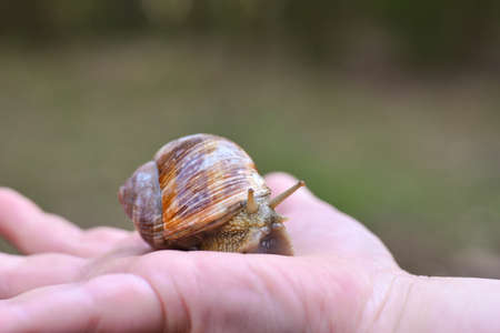 Large grape snail crawling on a childâs hand, close-up.の写真素材