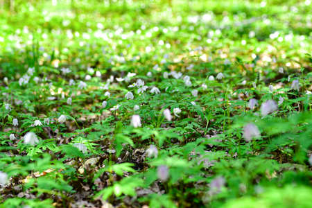 White flowers bloom in the spring forest.の写真素材