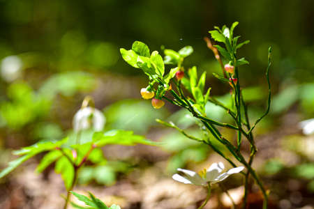 Young blueberry bush in the forest.の写真素材