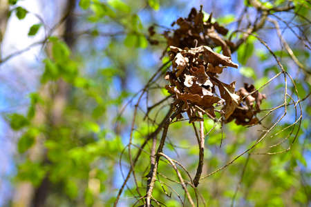 Dry leaves on a green tree in the forest.の写真素材