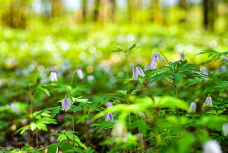 White flowers bloom in the spring forest.の写真素材