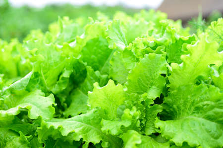 Plant green lettuce grow in the garden.