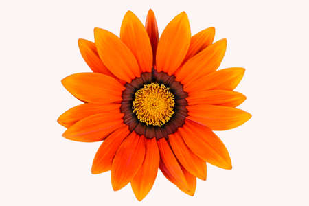 Bright orange daisy, close-up, isolate.