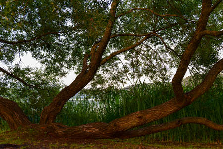 Old sprawling tree by the lake.の写真素材