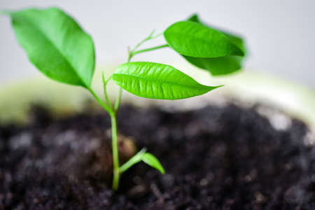 Small green sprout in a pot, close-up.