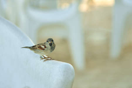 Sparrow bird sits on a chair in a street cafe.の写真素材