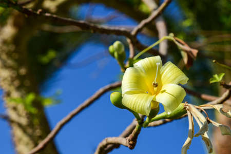 Large yellow flower blooms on a tropical tree.の写真素材