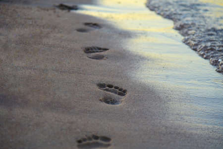 Man steps on the sand on the sea beach in the evening.の写真素材