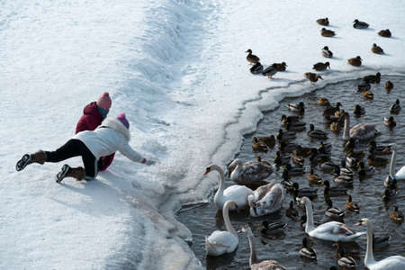 People feed birds in an unfrozen lake in winter.の写真素材