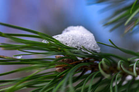 Snow melts on a spruce branch in the forest, close-up.の写真素材