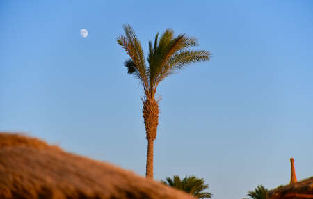 Palm tree on the beach the moon at sunset.の写真素材