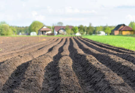 Plowed agricultural field, furrows on the ground.の写真素材