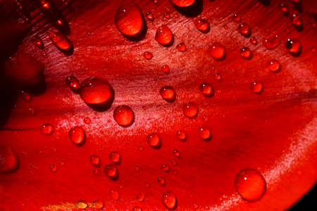 Water drops on a bright red flower petal.の写真素材