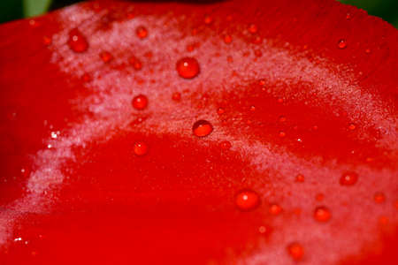 Water drops on a bright red flower petal.の写真素材