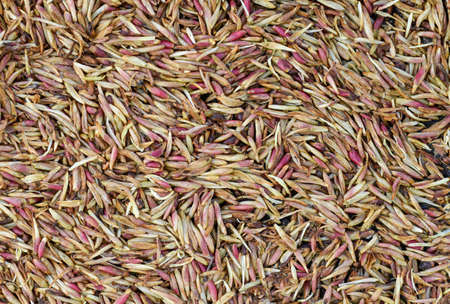 Texture of pink long seeds from trees.