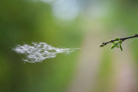 Dandelion umbrellas flutter in the wind.の写真素材