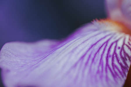 Macro photo of a bright purple flower with long petals.の写真素材