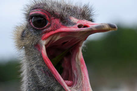The muzzle of an adult ostrich with an open mouth, close-up.の写真素材
