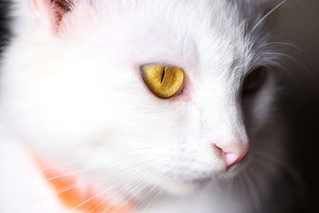 Muzzle of a white cat close-up.の写真素材