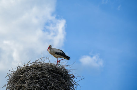 Stork in the nest against the blue sky.