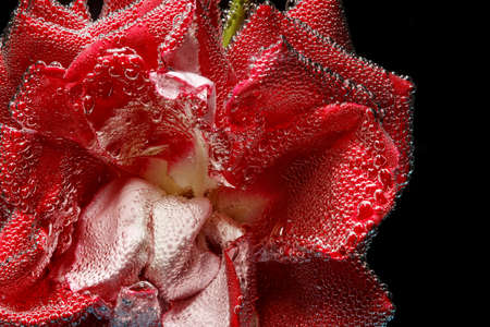 Rose and air bubblesの写真素材