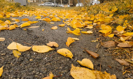 Autumn colorful leaves on the sidewalk during leaf fallの写真素材