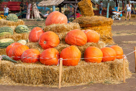 Multicolored colorful pumpkins and watermelons at the fair, and their weight is indicated on the pumpkins and watermelonsの写真素材