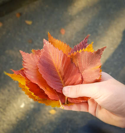 Bright colorful fallen leaves in the hands of a childの写真素材
