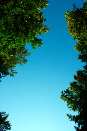 Green foliage against the blue skyの写真素材